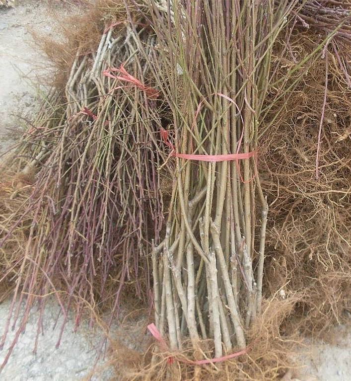 黄桃树苗 黄桃苗，基地直供，品质保证，保证成活，保湿发货，死苗补发