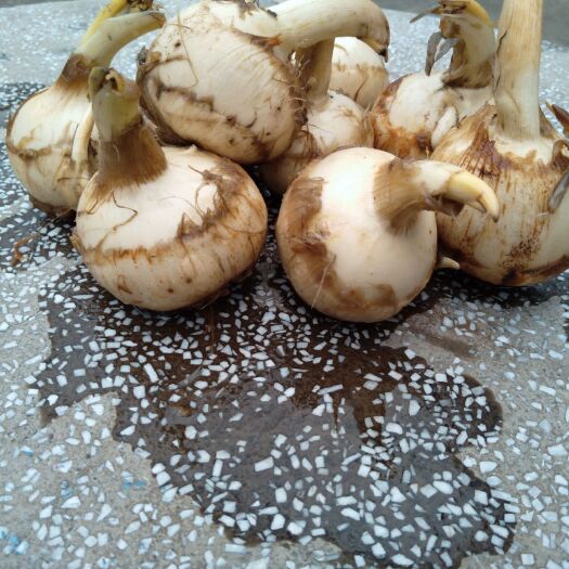 平乐县白肉慈菇 茨菇