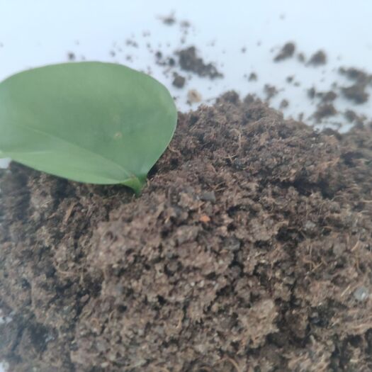 辛集市有机肥料 纯肉粉，有机质112