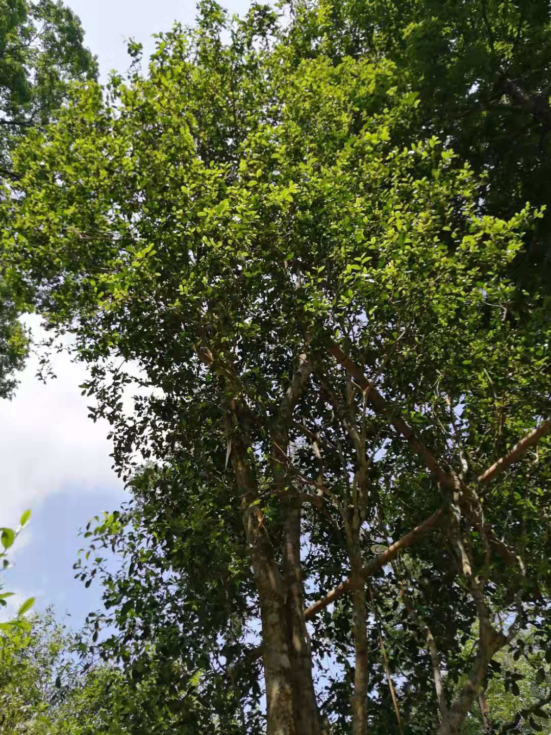 刮风寨茶  易武刮风寨毛茶，古树，大树，小树