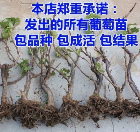 济南 葡萄苗 蓝宝石 无核粒大 盆栽爬架 南北方种植