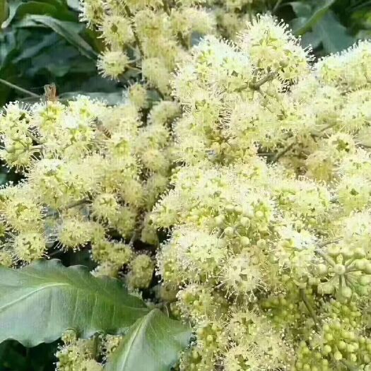 昭平县鸭脚木蜜 原生鸭脚树花冬蜜