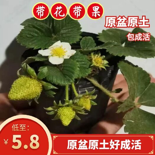 平邑县 草莓苗，带花带果，原盆原土，好成活。