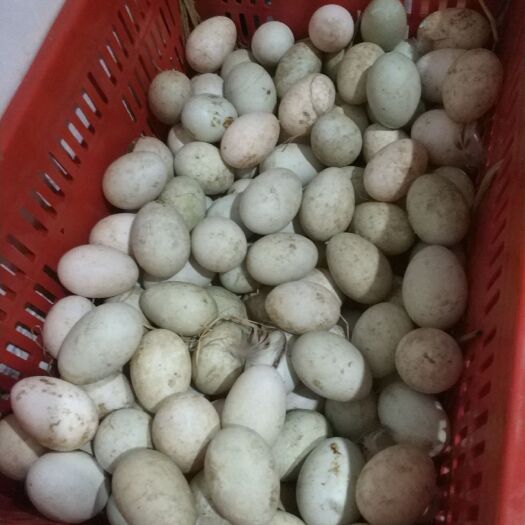 建湖县 大河清水鸭蛋