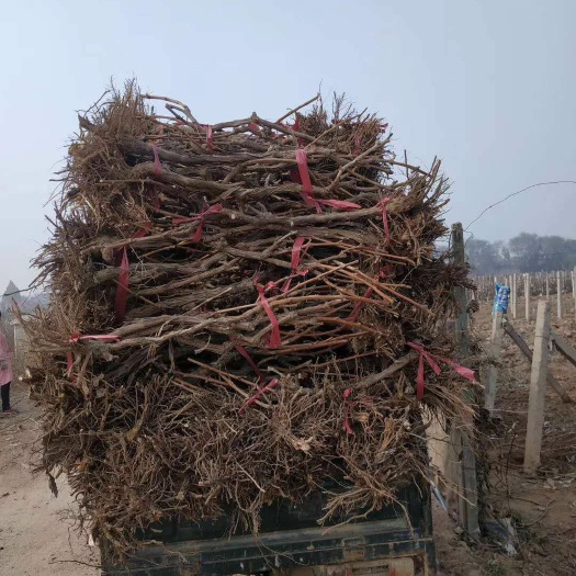 冠县藤稔葡萄苗 占地葡萄树供应，占地果树供应，包上车，诚信做人，欢迎采购