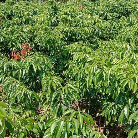 灵山县 靓靓桂味荔枝苗