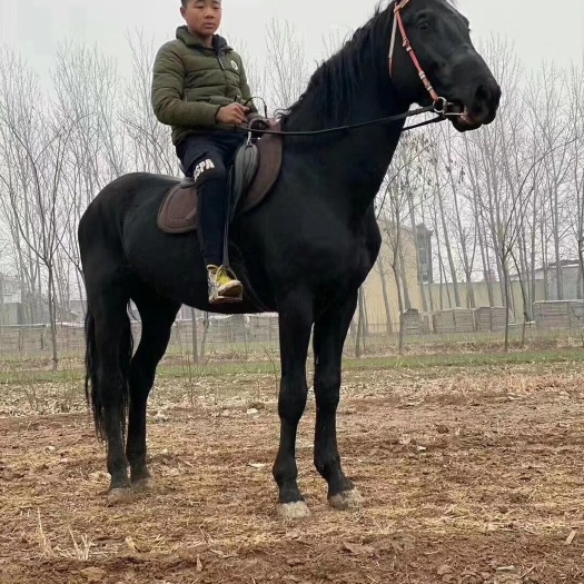 济宁 常年面对全国各地供应各种乘骑马景区乘骑马拉车马，拍照马，教学