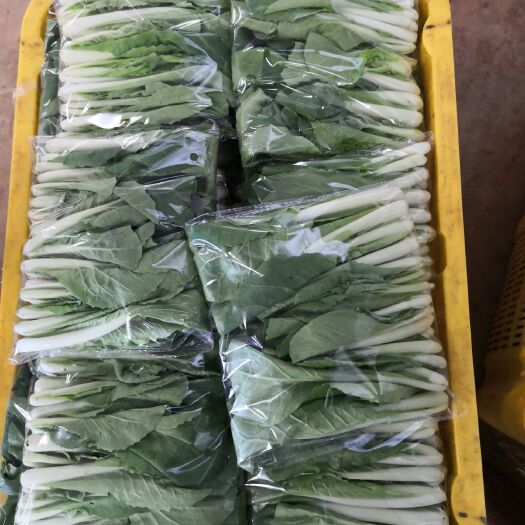 嵩明县速生小白菜 精包装蔬菜
