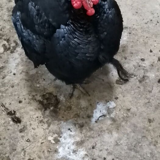 靖西市 正宗火鸡🦃养了一年