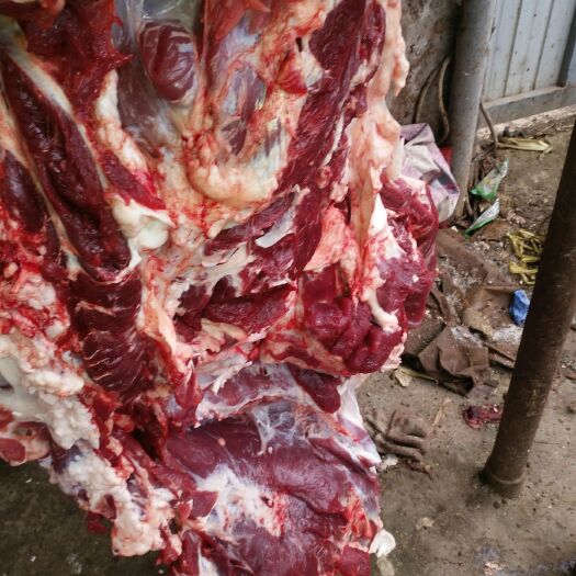 牛肉类  鲜牛肉
公牛