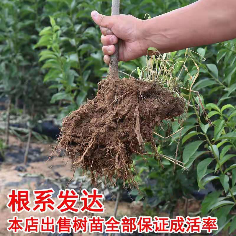 巨型冬桃苗  晚熟桃树苗 巨型冬桃树苗嫁接苗包品种南北均可种