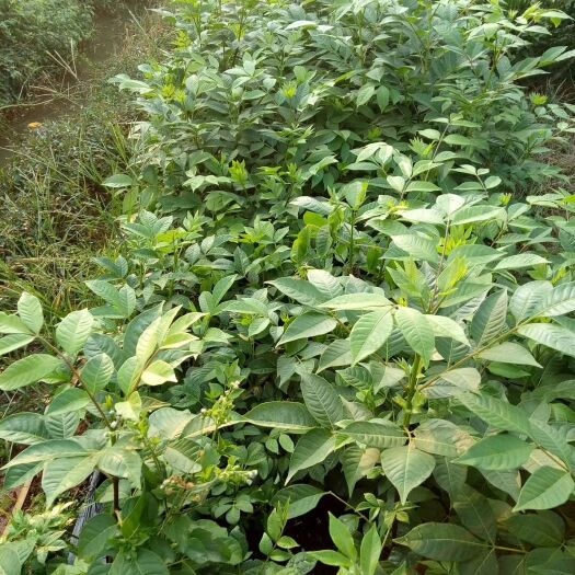 樟树市吴茱萸苗