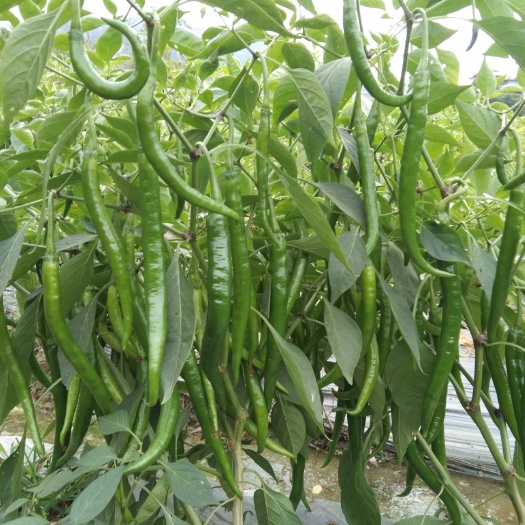 博白县L3线椒 20cm以上 微辣 靑色