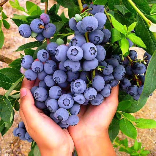 平邑县 蓝莓苗盆栽地栽果树苗蓝莓树苗四季南方北方种植带原土发货
