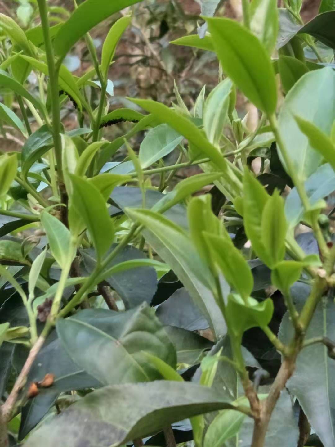 刮风寨茶  易武刮风寨毛茶，古树，大树，小树
