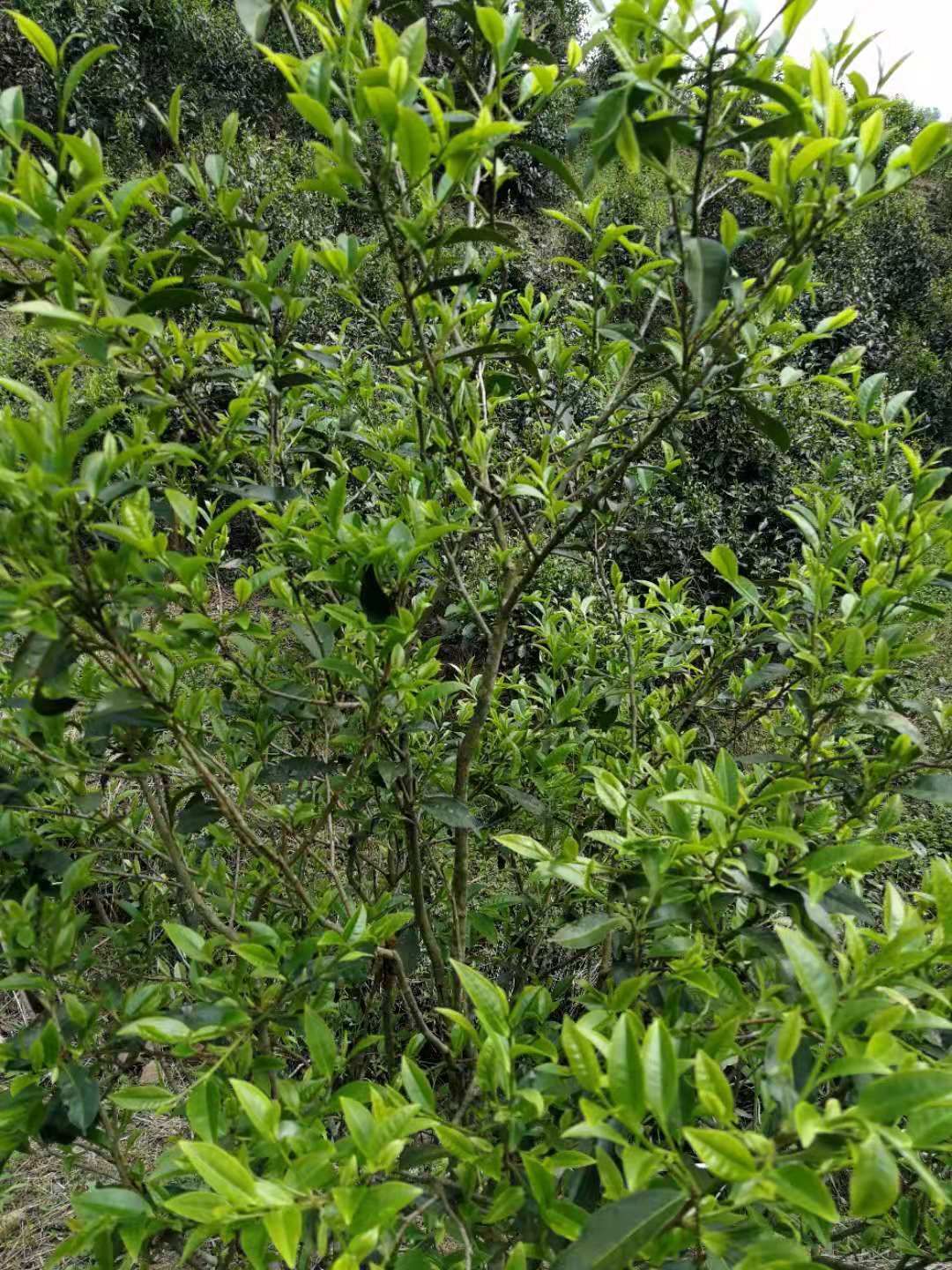 刮风寨茶  易武刮风寨毛茶，古树，大树，小树