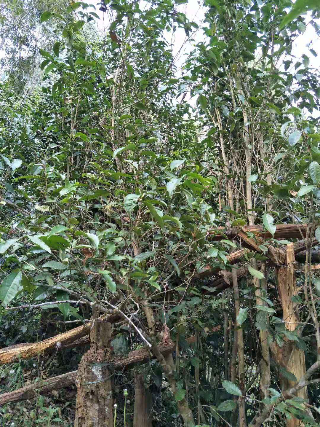刮风寨茶  易武刮风寨毛茶，古树，大树，小树