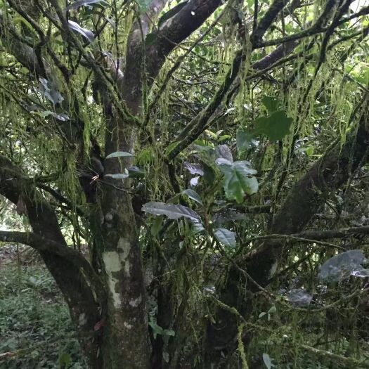 老枞水仙  武夷山高山有机茶，49年树龄老丛水仙