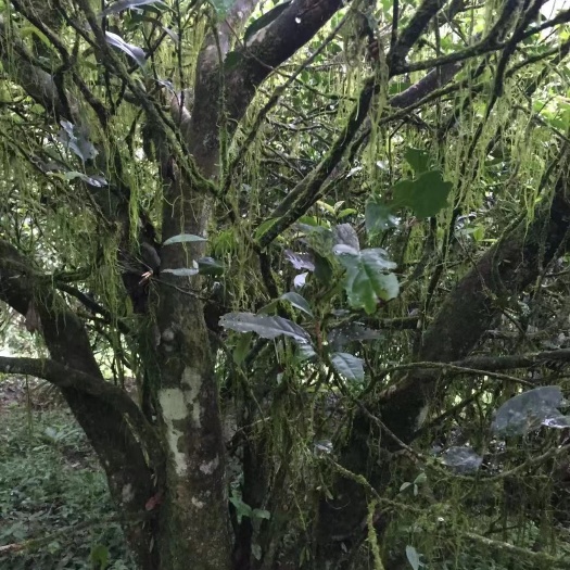 武夷山市老枞水仙  武夷山高山有机茶，49年树龄老丛水仙