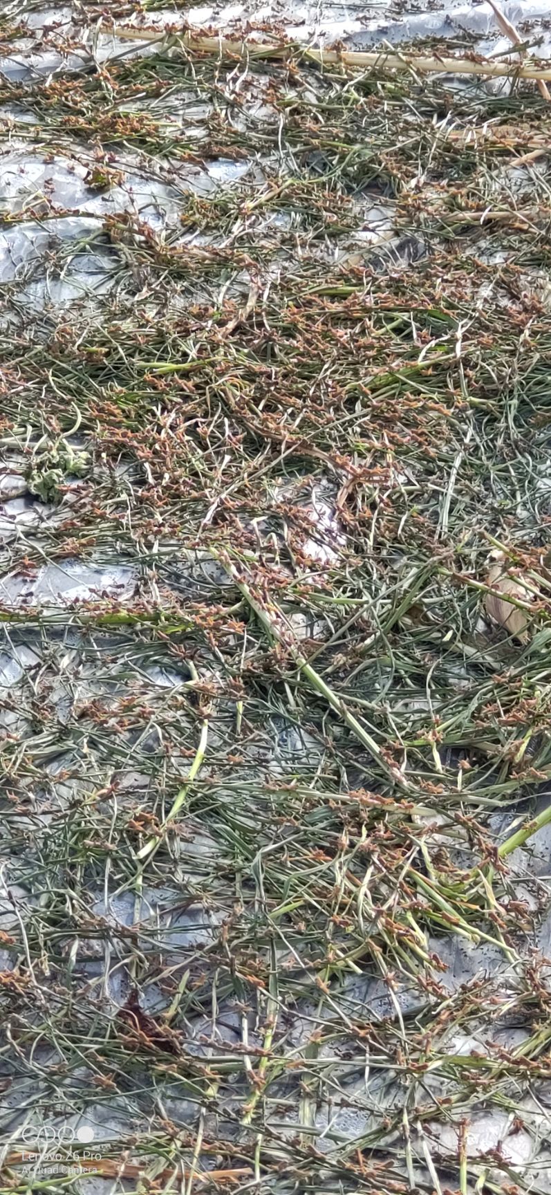 蚂蚱卵 无土虫卵 蚂蚱种 东亚飞蝗 华天蚂蚱