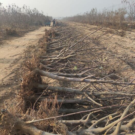 冠县苹果树苗 占地苹果树供应，占地果树，绿化树供应，质量保证，欢迎采购。