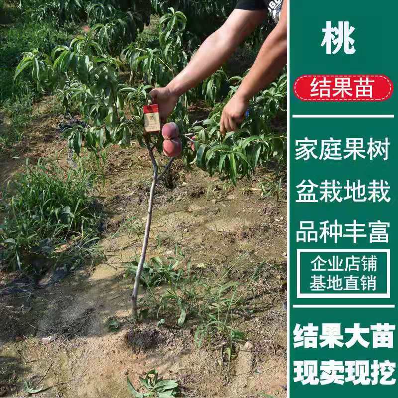 巨型冬桃苗  晚熟桃树苗 巨型冬桃树苗嫁接苗包品种南北均可种