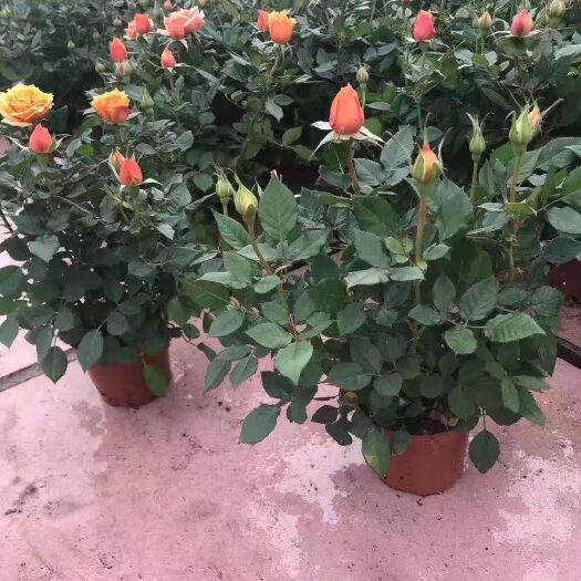 昆明 玫瑰苗，盆栽花。