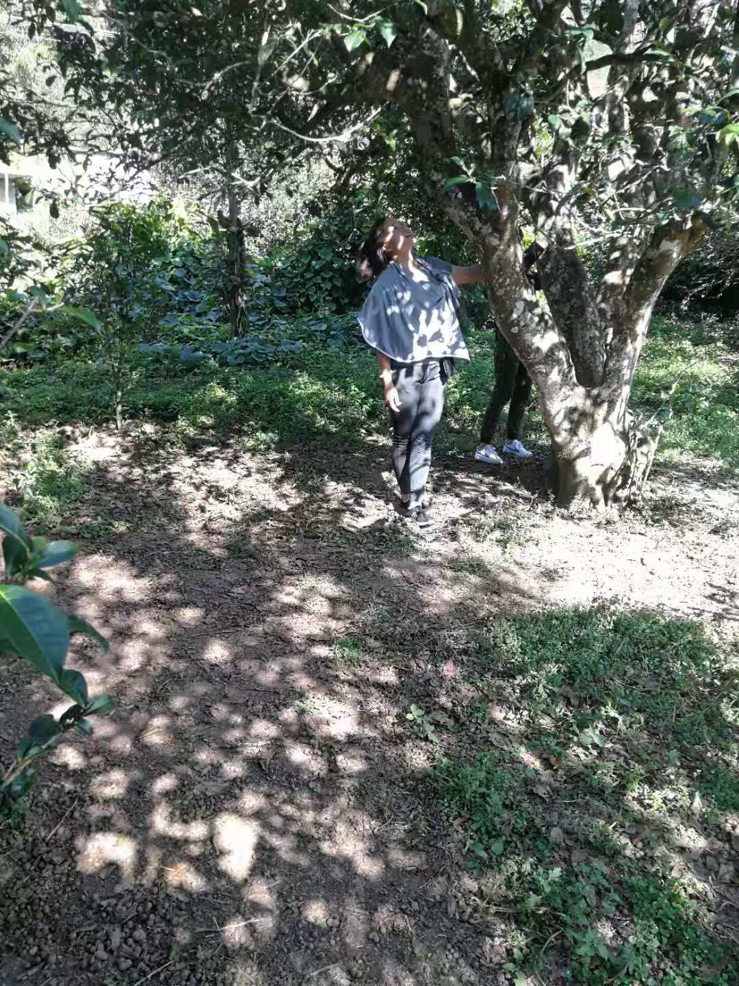 刮风寨茶  易武刮风寨毛茶，古树，大树，小树