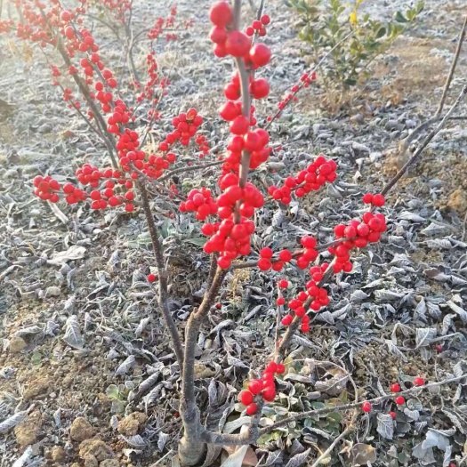 五莲县 北美冬青