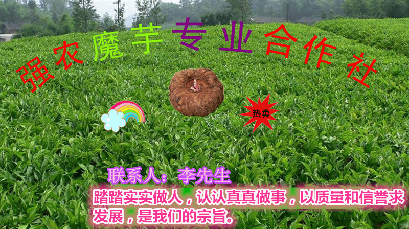 富源县花魔芋  魔芋种子产地直供质优价廉供技术包回收