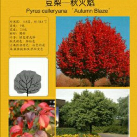 咸阳杜梨苗  彩叶豆梨秋火焰