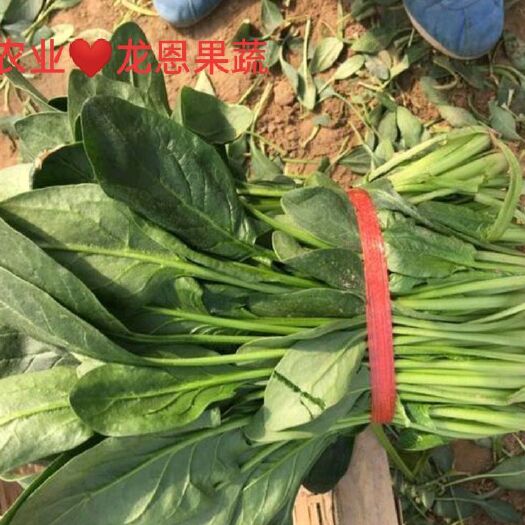 高青县25-35公分大菠菜✔大叶菠菜✔高菠菜✔山东高青万亩菠菜产区