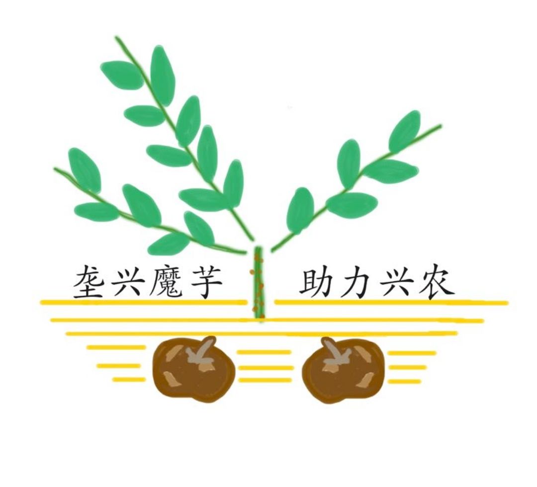 蔬菜专用肥 魔芋种植专用肥！（用于魔芋种植底肥使用）