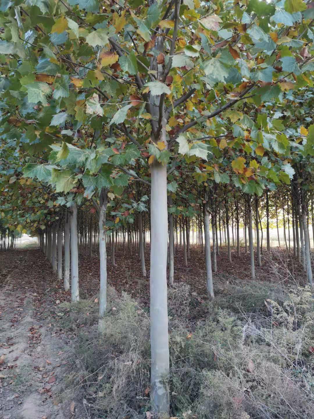  速生法桐，大量供应，承接绿化工程项目，欢迎合作采购。