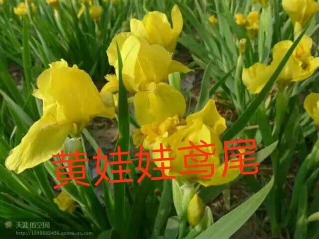 台安县鸢尾，有蓝花鸢，黄花，紫花，紫鹤，黄鹤，溪荪鸢尾等