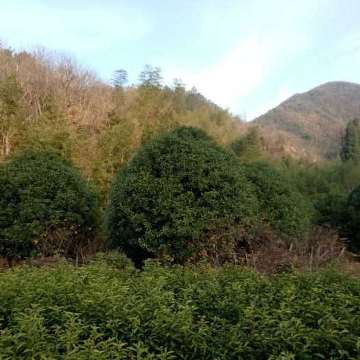杭州 桂花树捡漏
