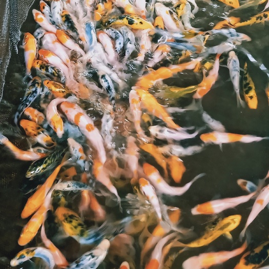 广灵县 鲤鱼苗 锦鲤鱼苗/观赏鱼苗/批发/湖南鱼苗/现货销售