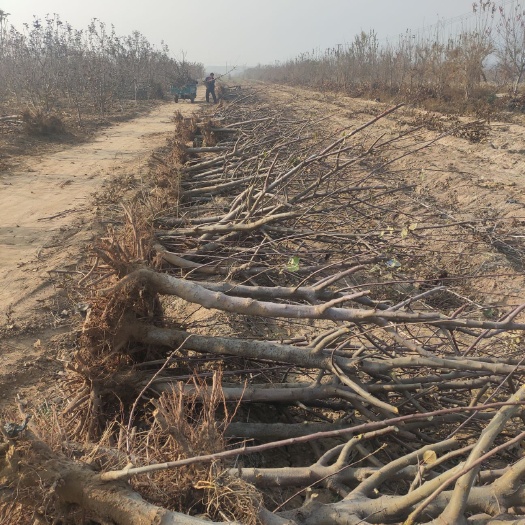 梨树苗  占地梨树供应，供应多种占地果树，包上车，诚信做人，欢迎采购。