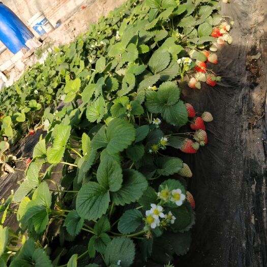 北京奶油草莓 20克以下