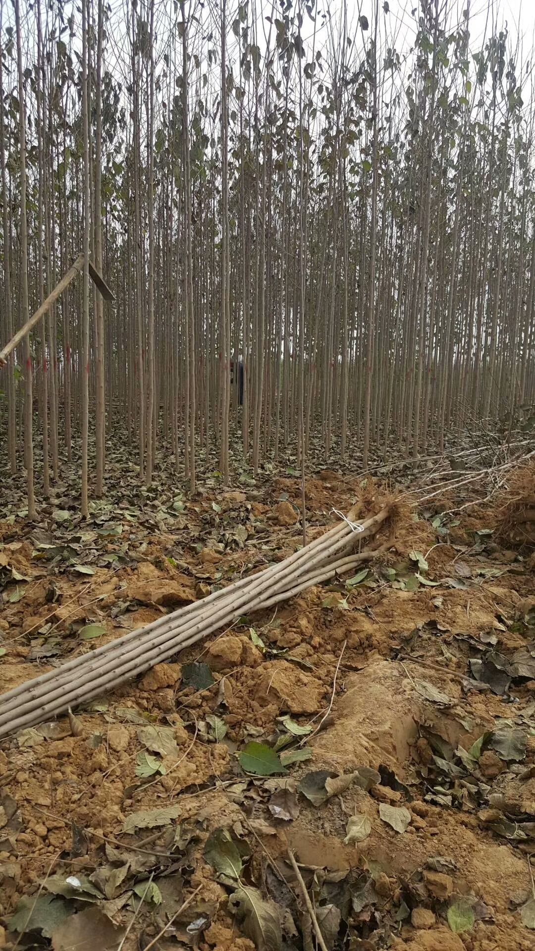  各种规格杜仲苗，成活率高。