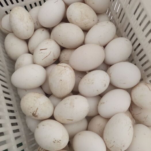 连云港江苏鹅蛋批发新鲜鹅蛋江苏供应新鲜鹅蛋农家散养新鲜鹅蛋