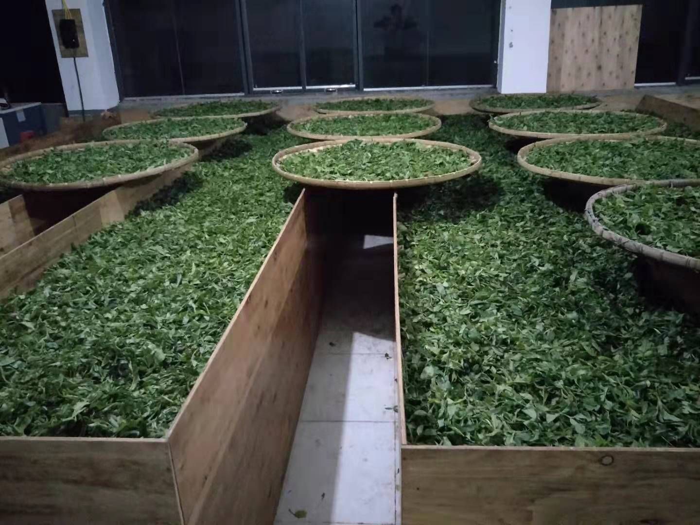 刮风寨茶  易武刮风寨毛茶，古树，大树，小树