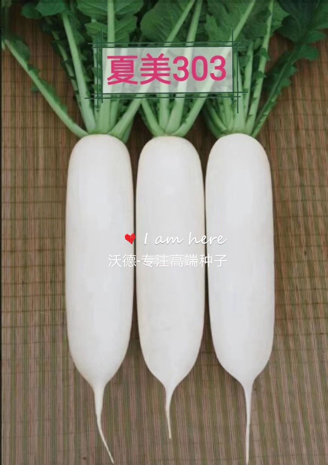 白萝卜种子 夏美303
