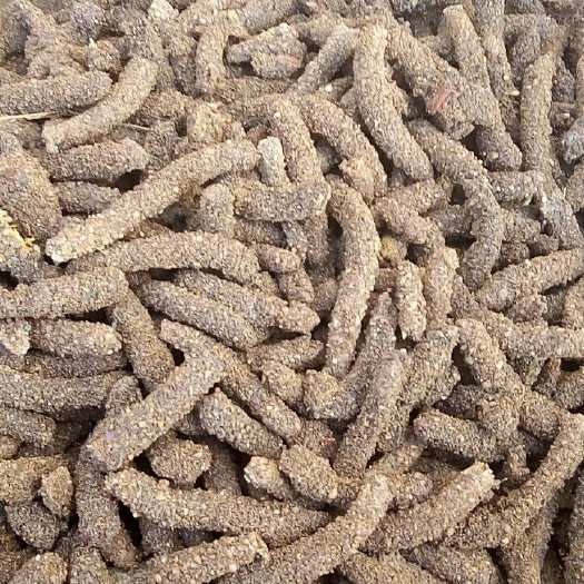 玉溪蚂蚱卵 无土虫卵 蚂蚱种 东亚飞蝗 华天蚂蚱
