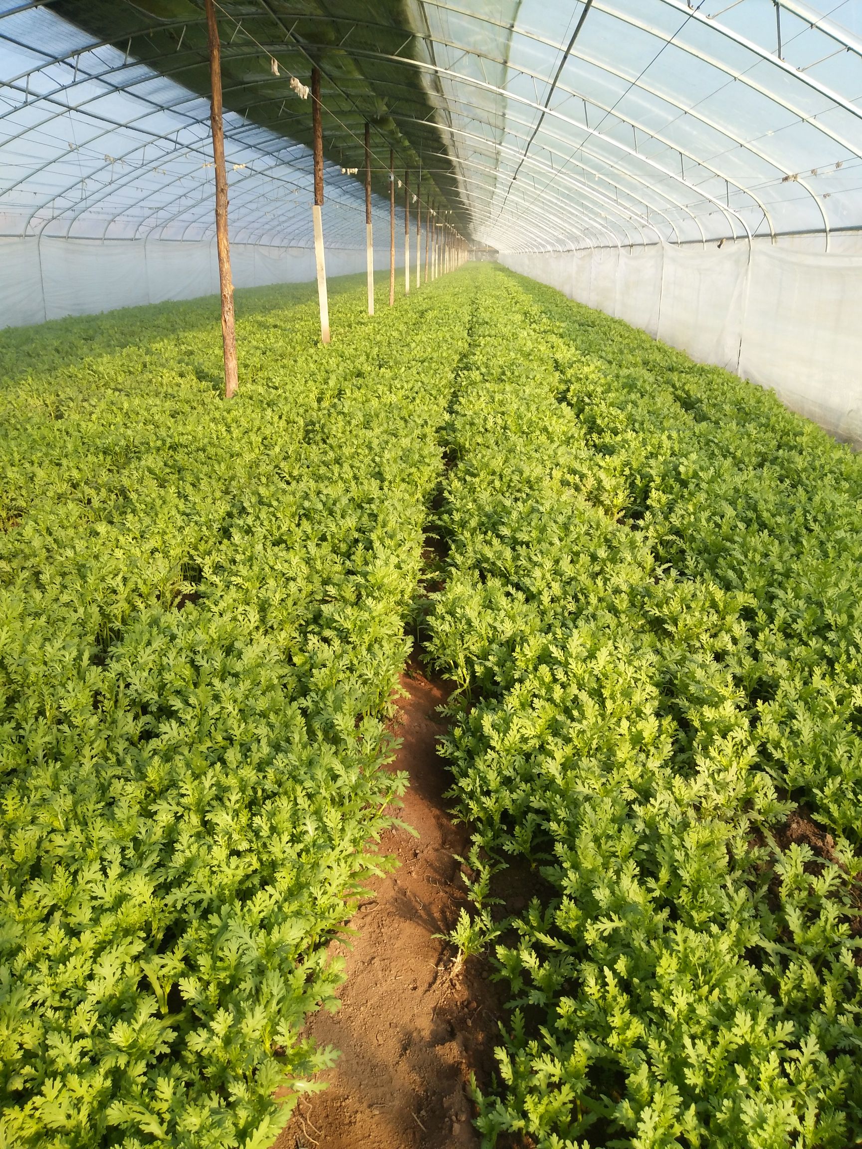 光杆茼蒿 30 ~35cm