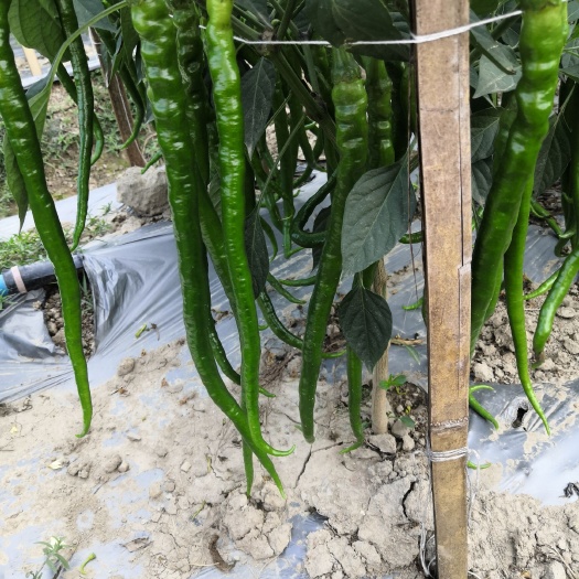 景洪市二荆条辣椒 西双版纳大量无精豆上市