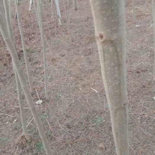 丰县红合欢 合欢一级苗，自家苗普