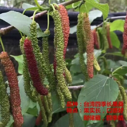 海宁市 嫁接四季长果桑葚树苗果桑苗地栽盆栽桑树苗包成活当年结果