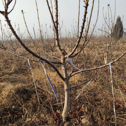 冠县矮化樱桃苗 占地樱桃树供应，占地果树，绿化树供应，质量保证，欢迎采购。