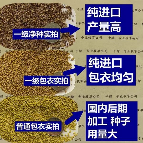 菊苣种子  菊苣种籽 牧草种子 猪羊牛兔鸡鸭鹅多年生四季高产养殖鱼草种籽